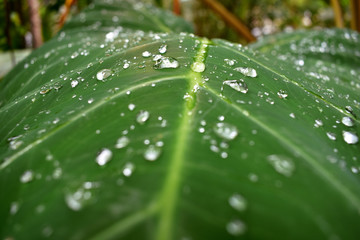drops on green leaf