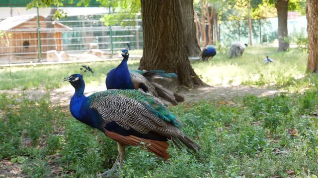 Peacocks walk in a public park