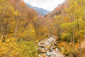 Beautiful autumn leaves of  Takase  Gorge in omachi district, Nagano PrefectureJapan.