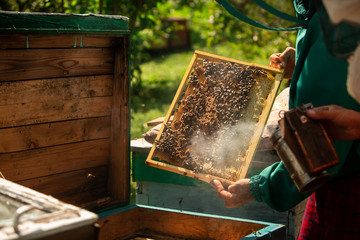 Frames of a bee hive. Beekeeper harvesting honey. The bee smoker is used to calm bees before frame removal. Close up