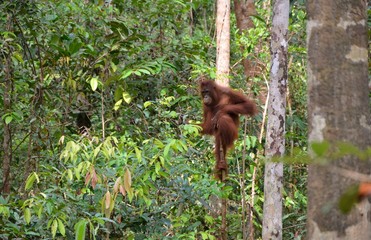 Orangutanes libres en Borneo