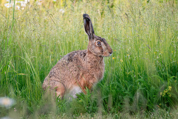 Rabbit in the grass 