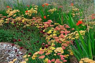 Close up of the exotic Grasses, Crocosmia Lucifer and Achillea in a garden flower border