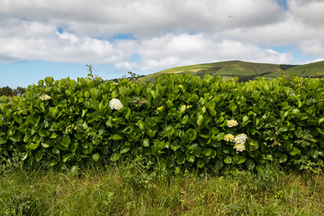 Fototapeta na wymiar Hydrangea (hortensia) fence in the nature