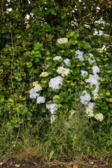 Hydrangea (hortensia) growing in the nature