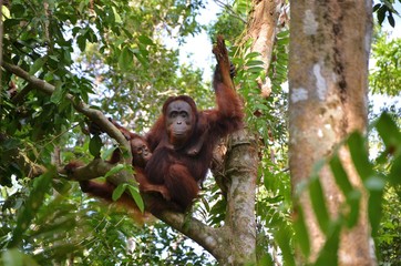 Orangutanes libres en Borneo