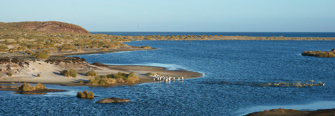 Gentoo Penguins (Pygoscelis papua) crossing a lagoon on the way to their colony after spending the...