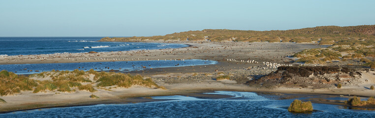 Gentoo Penguins (Pygoscelis papua) crossing a lagoon on the way to their colony after spending the...
