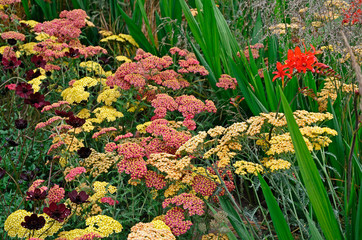 Close up of the exotic Grasses, Crocosmia Lucifer and Achillea in a garden flower border © Garden Guru