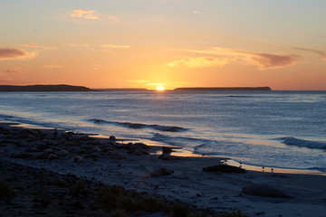 Obraz premium Group of Southern Elephant Seals (Mirounga leonina) at sunrise on a sandy beach on Sea Lion Island in the Falkland Islands.