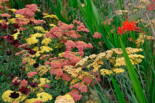 Close up of the exotic Grasses, Crocosmia Lucifer and Achillea in a garden flower border