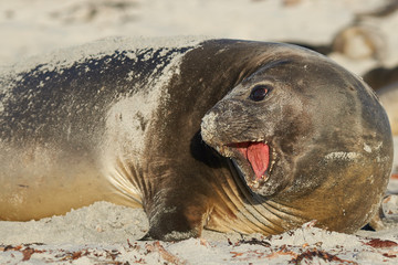 Female Southern Elephant Seal (Mirounga leonina) calling on the coast of Sea Lion Island in the Falkland Islands.