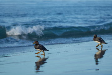 Falkland Steamer Ducks (Tachyeres brachypterus) on a sandy beach on Sea Lion Island in the Falkland...