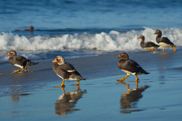 Falkland Steamer Ducks (Tachyeres brachypterus) on a sandy beach on Sea Lion Island in the Falkland Islands.