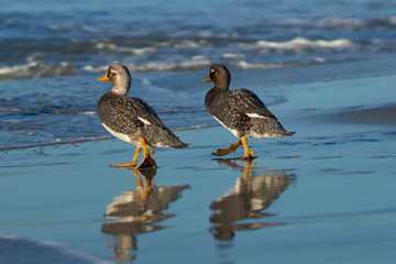 Falkland Steamer Ducks (Tachyeres brachypterus) on a sandy beach on Sea Lion Island in the Falkland Islands.