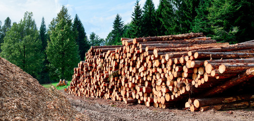 Legname del bosco