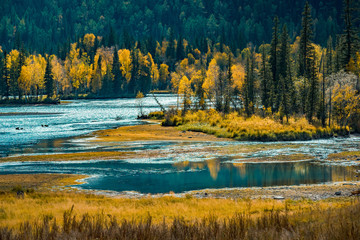 Xinjiang Kanas River autumn scenery