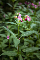 Indian Balsam wildflower in a forest