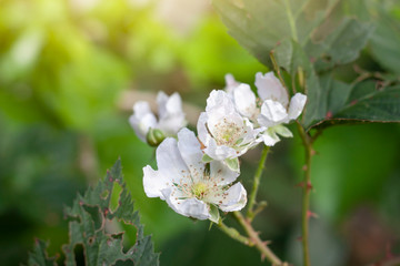 Fresh white raspberry flower bloom on tree in the garden on blur nature background.
