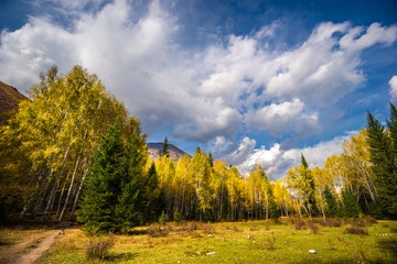 Xinjiang Hemu birch forest autumn scenery