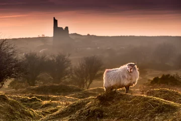 Poster Late Evening Highlights, with backlit handsome sheep on Bodmin Moor in Cornwall © mickblakey