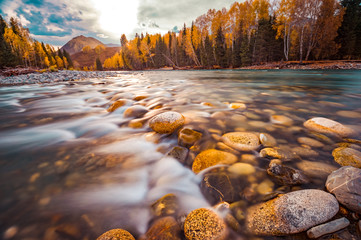 Xinjiang Hemu birch forest autumn scenery