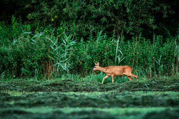 Roe deer doe walking along edge of lush forest.
