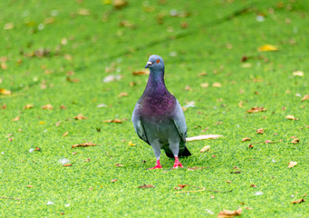 Beautiful grey doveon on the green grass