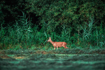 Alert roe deer doe at edge of lush forest.