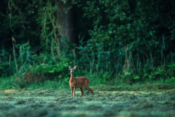 Naklejka na ściany i meble Roe deer doe standing in meadow at edge of lush forest.