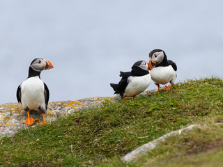 Three Atlantic Puffins Standing on the Cliff against Blue Ocean Water