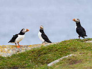 Fototapeta premium Three Atlantic Puffins Standing on the Cliff against Blue Ocean Water