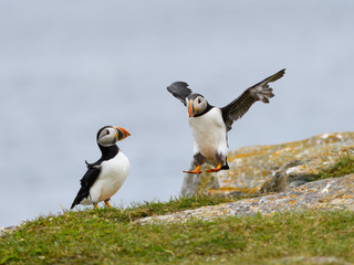 Atlantic Puffin Landing on the Cliff against Blue Ocean Water