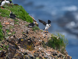 Atlantic Puffin Taking Off from the Cliff against Blue Ocean Water