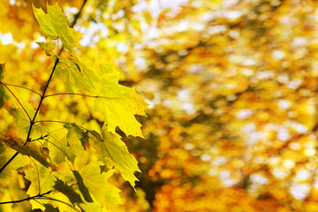 Fototapeta na wymiar Yellow autumn maple leaves isolated on sunny background.