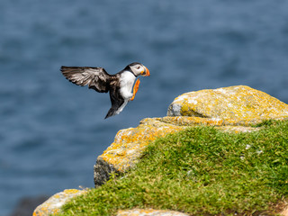 Atlantic Puffin Landing on the Cliff against Blue Ocean Water