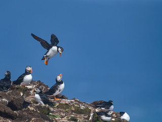 Atlantic Puffin Landing on the Cliff against Blue Ocean Water