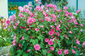 decorative petunia flower in the garden