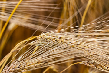 Wheat field. Ears of golden wheat close up. Background of ripening ears of meadow wheat field