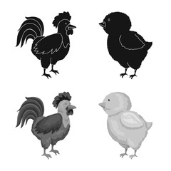 Vector design of breeding and kitchen icon. Collection of breeding and organic stock symbol for web.