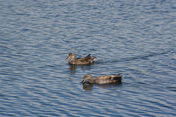 A gray duck swims in a blue lake on a sunny day in summer.