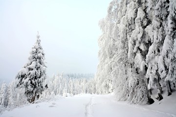 a beautiful winter landscape with pine forest covered with snow