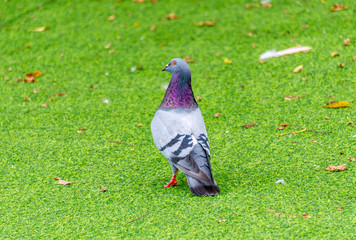 Beautiful grey doveon on the green grass