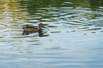 A gray duck swims in a blue lake on a sunny day in summer.