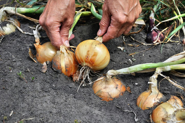 gardener's hands harvesting ripe organic onion in the vegetable garden