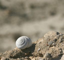 WHITE SNAIL OVER ROCK