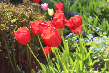 Obraz premium W wiosennym ogrodzie kwitną kolorowe tulipany