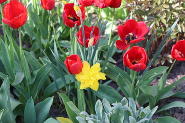  Colorful tulips bloom in the spring garden
