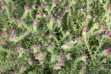 Fototapeta premium MINIFLOWERS TEXTURE