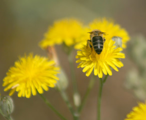 BEE OVER YELLOW FLOWER